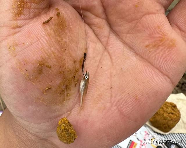 这也能钓到“米级”？湖北男子长江接连钓获大鱤鱼看馋北方钓友(图1)