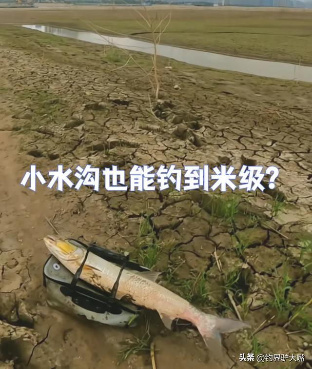 这也能钓到“米级”？湖北男子长江接连钓获大鱤鱼看馋北方钓友(图3)