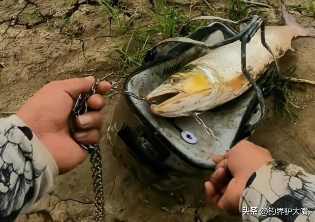 这也能钓到“米级”？湖北男子长江接连钓获大鱤鱼看馋北方钓友(图4)