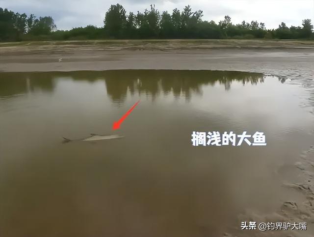 这也能钓到“米级”？湖北男子长江接连钓获大鱤鱼看馋北方钓友(图5)