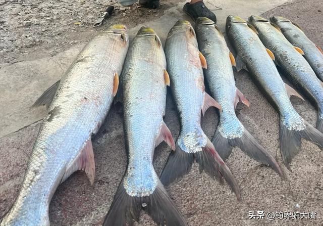 这也能钓到“米级”？湖北男子长江接连钓获大鱤鱼看馋北方钓友(图7)