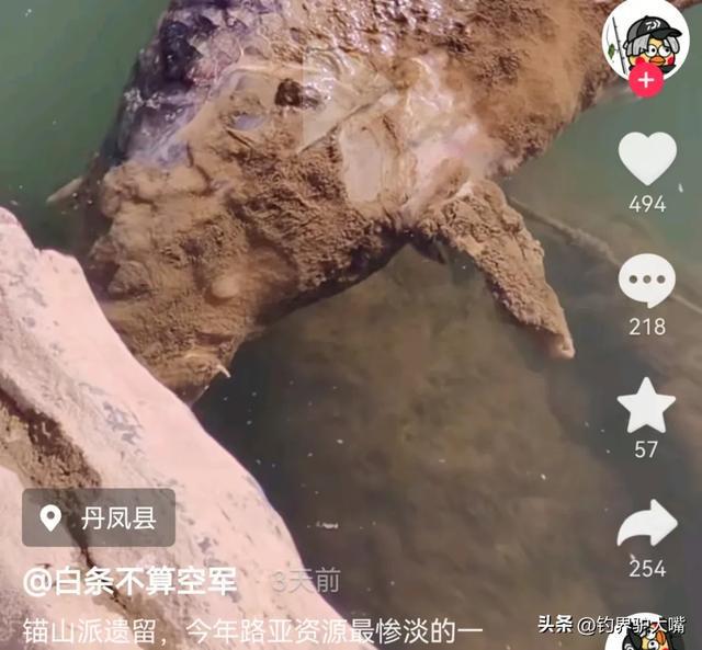 九游娱乐：“穿膛帮”作妖！陕西一河道出现巨型鲤鱼浮尸鱼腹锚钩让人气愤