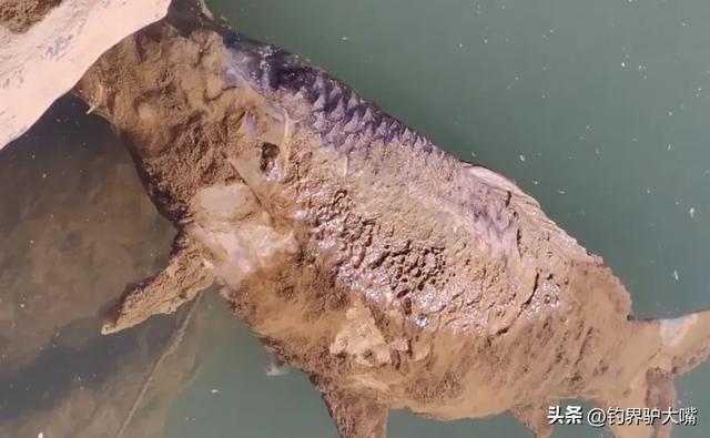九游娱乐：“穿膛帮”作妖！陕西一河道出现巨型鲤鱼浮尸鱼腹锚钩让人气愤(图2)