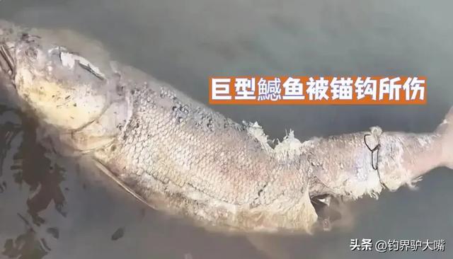 九游娱乐：“穿膛帮”作妖！陕西一河道出现巨型鲤鱼浮尸鱼腹锚钩让人气愤(图7)