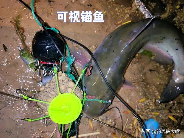 九游娱乐：“穿膛帮”作妖！陕西一河道出现巨型鲤鱼浮尸鱼腹锚钩让人气愤(图6)