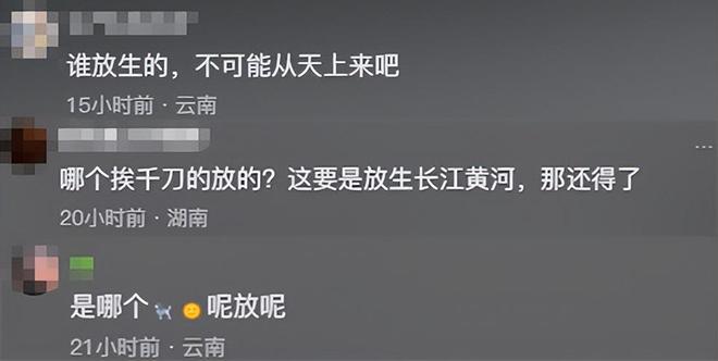 云南玉龙湖现鳄雀鳝！管理方2年没抓到当地钓友30分钟将其钓获(图9)