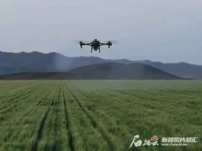 九游娱乐文化：2024年阿勒泰地区农业总产值增速9%增速全疆第一(图2)