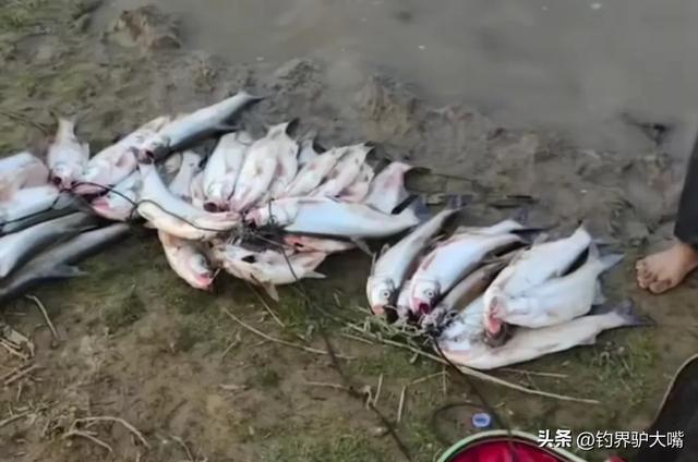 把鱼都钓绝了！浙江男子钓几百斤翘嘴鱼！穿成串嘚瑟遭网友痛批(图2)
