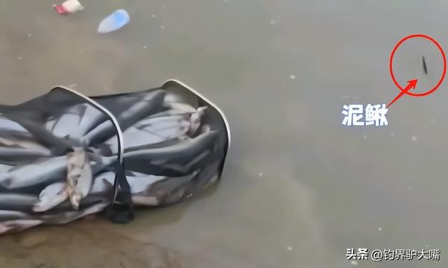 把鱼都钓绝了！浙江男子钓几百斤翘嘴鱼！穿成串嘚瑟遭网友痛批(图7)