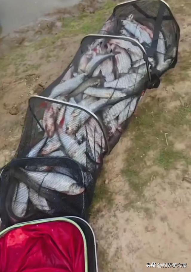 把鱼都钓绝了！浙江男子钓几百斤翘嘴鱼！穿成串嘚瑟遭网友痛批(图9)
