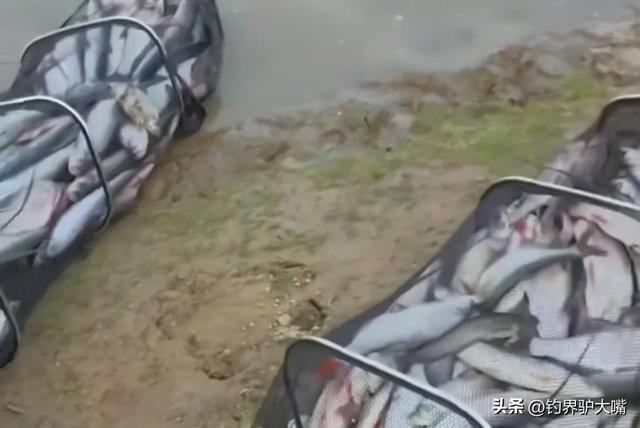 把鱼都钓绝了！浙江男子钓几百斤翘嘴鱼！穿成串嘚瑟遭网友痛批(图13)