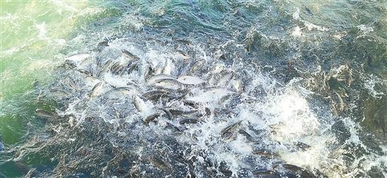 九游娱乐：不惧台风不看天色大海深处养大鱼(图3)