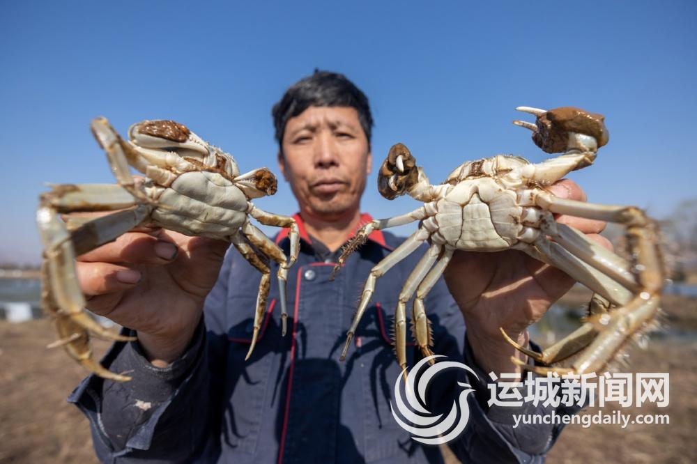临猗：文商融合绘新卷“农”墨重彩谱华章(图9)