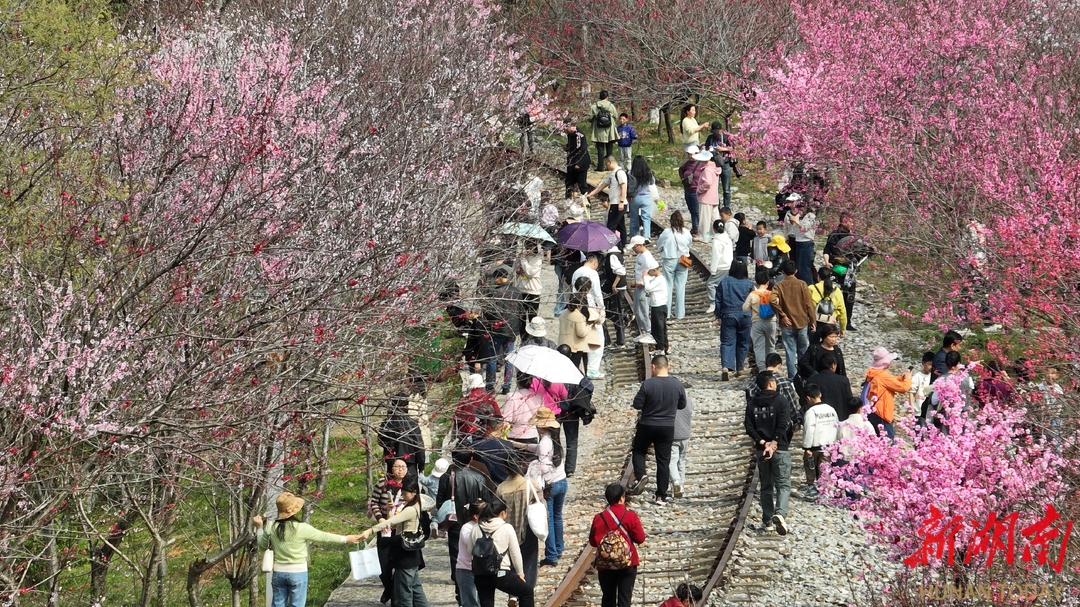 相约2025·共赴旅发盛会73丨赏桃花之美享游钓之乐！来临湘桃花岛拥春色入怀(图4)
