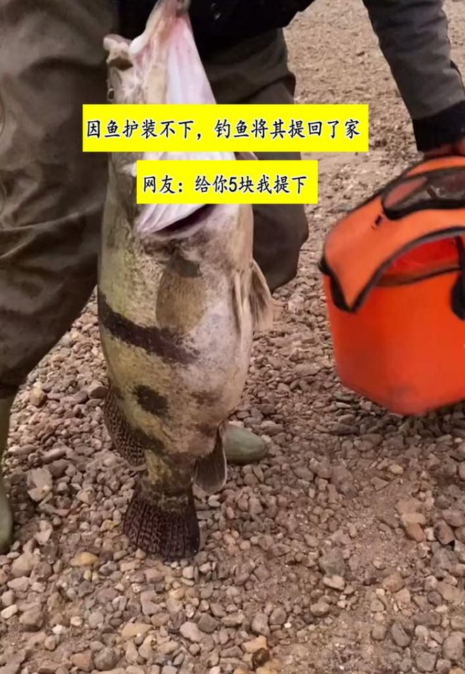 九游娱乐文化：湖南钓友在洞庭湖钓到28斤老鳜鱼网友：这体型都快赶上煤气罐了(图6)