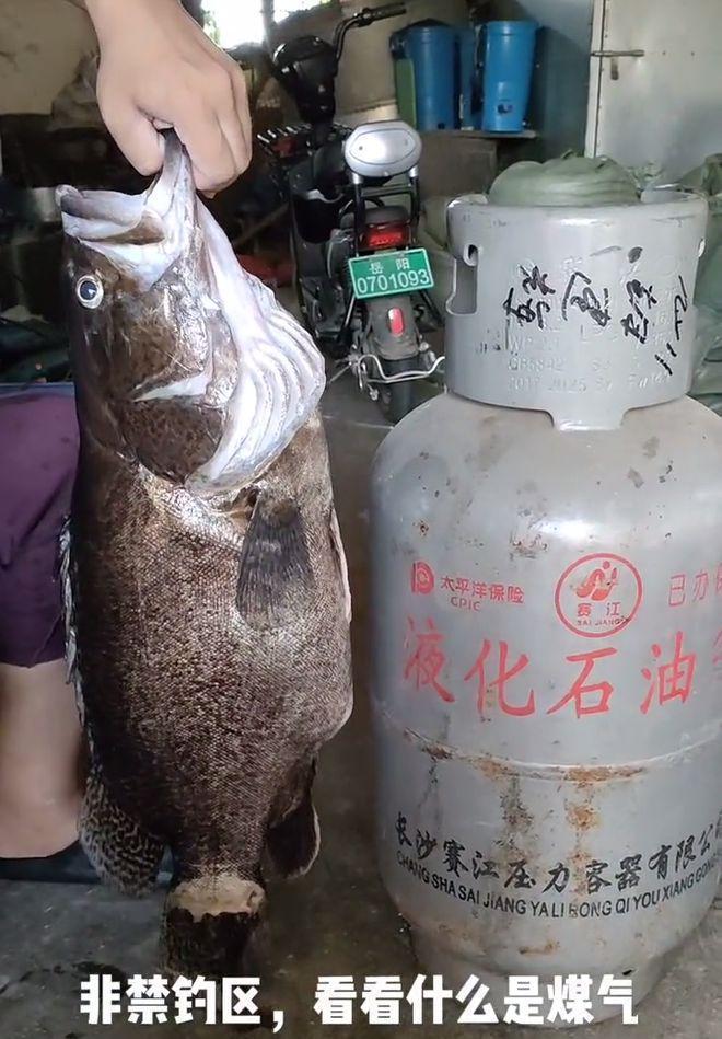 九游娱乐文化：湖南钓友在洞庭湖钓到28斤老鳜鱼网友：这体型都快赶上煤气罐了(图9)