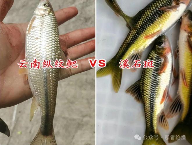 九游娱乐文化：广西老表在深山小溪钓到大量怪鱼比一般的鱼腥网友：这鱼60一斤(图5)