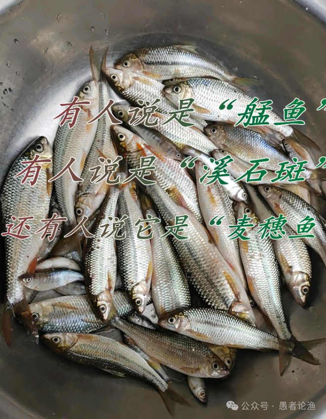 九游娱乐文化：广西老表在深山小溪钓到大量怪鱼比一般的鱼腥网友：这鱼60一斤(图4)